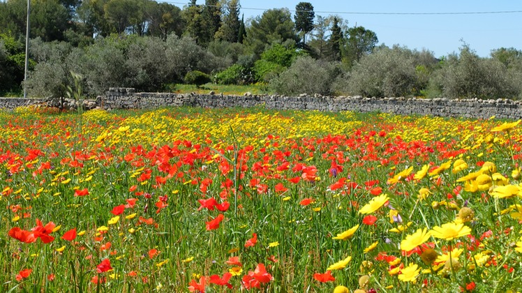 Blumenpracht im Hinterland