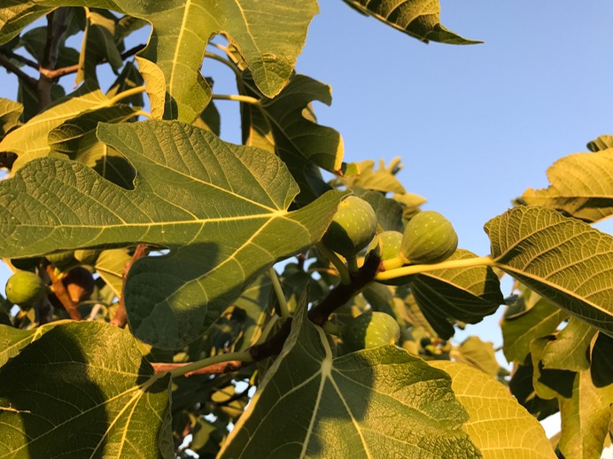 Feigen im Sonnenlicht