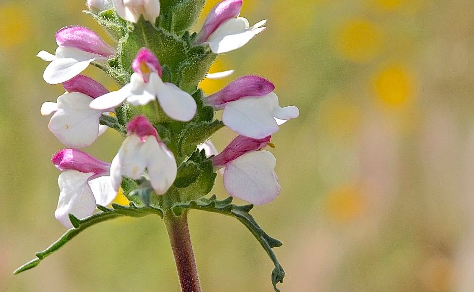 Frühling Blumen überall (auch Orchideen)