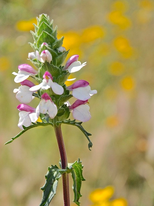 Frühling Blumen überall (auch Orchideen)