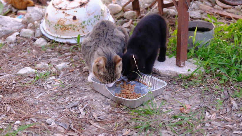 Katzen bei Ruth