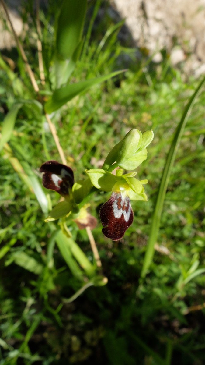 Orchideen in der cava Casibile