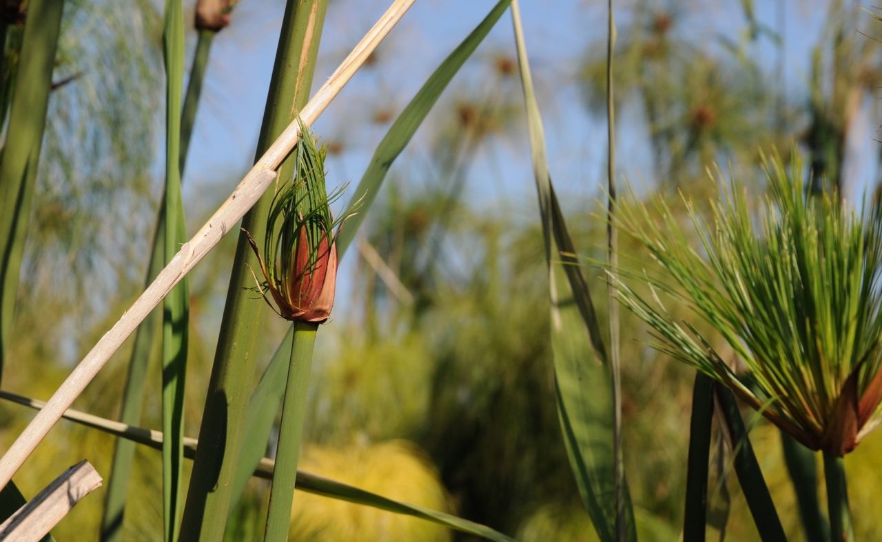 Papyrusblüten