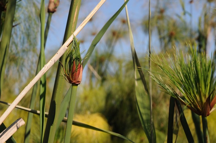 Papyrusblüten