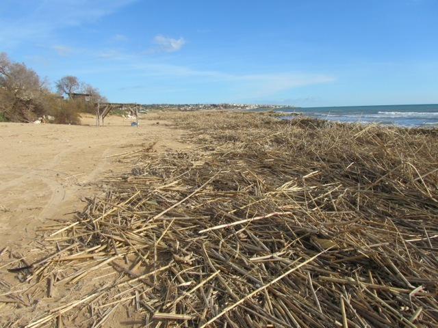 Schwemmgut am Strand