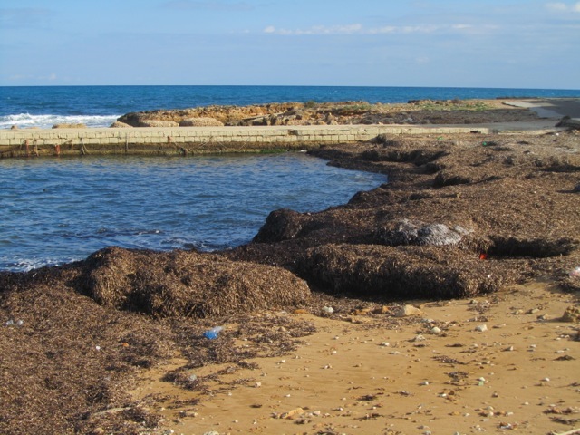 Tang am Strand